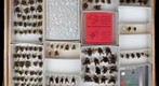 Apidae 27