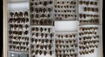 Apidae 29