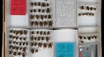 Apidae 30
