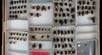 Apidae 33