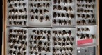 Apidae 34