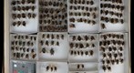 Apidae 38