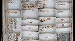 Oecophoridae 1