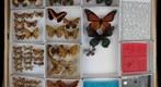 Nymphalidae Receiving 1