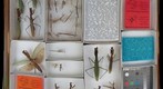 Mantidae 8 & Mantoididae