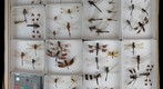 Libellulidae Receiving 6