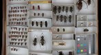 Cerambycidae 59