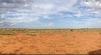 Ostriches in the distance