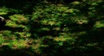Fresh green and shadow