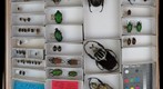 Scarabaeidae 68