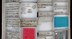 Anthomyiidae 2 & Fannidae