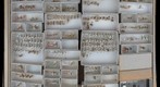 Dolichopodidae 3