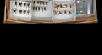 Asilidae 4