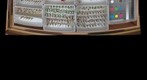 Dolichopodidae 1