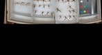 Tipulidae 6