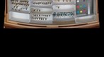 Halictidae 6