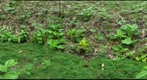 Terra Alta, seep with Golden Saxifrage