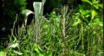 Telephoto Macro, Auto focus test1