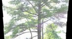 Pine tree in Vergennes