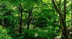 Sankei_en fresh green stain