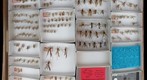 Tipulidae 4