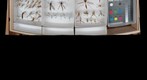 Tipulidae Receiving 5