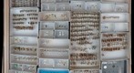Andrenidae 14