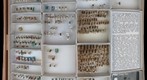 Halictidae 10