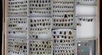 Tachinidae Receiving 4