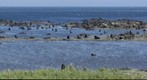 Severniy Cape (The North Cape) Fur Seal rookery