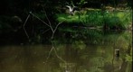 Grey Heron?