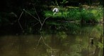 Grey Heron?