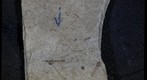 Diptera tipulidae 846a