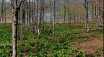 Colony of skunk cabbage in Lake Hibara
