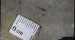 Diptera tipulidae 846b