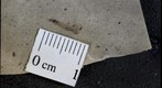 Diptera tipulidae 2223a