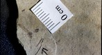 Diptera tipulidae 1215