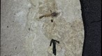 Diptera tipulidae 1076