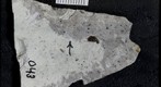 Diptera Tipulidae 043
