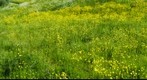 fIELD WITH YELLOW FLOWWERS