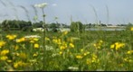 Ooij polder
