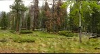Mountain forest RMNP Spring 2012