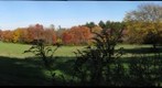 Pine Copse in Sudbury, MA.US