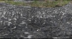 Mississippian Reef