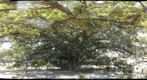 Massive Gomero specimen in Recoleta - Buenos Aires 