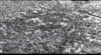 Mississippian Reef 2