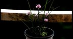 Macro Test I