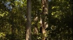 Redwoods