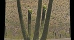 Flowering Saguaro