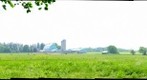 Cows in Field
